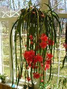 червен Растение Каишка Кактус, Орхидея Кактуси (Epiphyllum) снимка