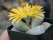 jaune Plante Lapidaria  photo