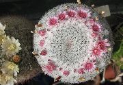 růžový Rostlina Stará Dáma Kaktus, Mammillaria  fotografie