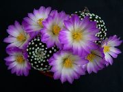 liliowy Roślina Mammilyariya (Mammillaria) zdjęcie