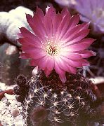 roze Plant Cob Cactus (Lobivia) foto