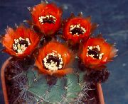 rood Plant Cob Cactus (Lobivia) foto