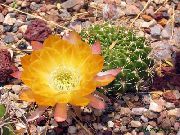 Cob Cactus Planta amarelo