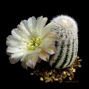 Cob Kaktus Plante hvid
