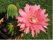 rózsaszín Növény Csutka Kaktusz (Lobivia) fénykép