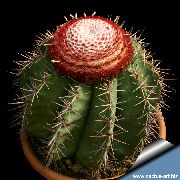 bándearg Plandaí Oileáin Na Dturcach Ceann Cactus (Melocactus) grianghraf