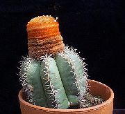 sārts Augs Turks Galva Kaktuss (Melocactus) foto