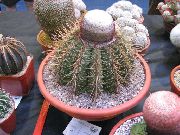 roz Plantă Turcii Cap Cactus (Melocactus) fotografie