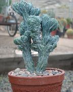 白 卉 蓝色的蜡烛，蓝莓仙人掌 (Myrtillocactus) 照片