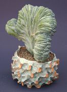 hvid Plante Blå Lys, Blåbær Kaktus (Myrtillocactus) foto