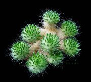 жут Биљка Тепхроцацтус (Tephrocactus) фотографија