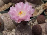 roze Biljka Tephrocactus  foto