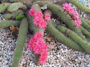 pink Plante Haageocereus  foto