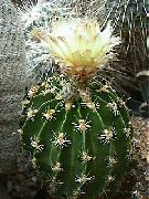 жълт Растение Hamatocactus  снимка