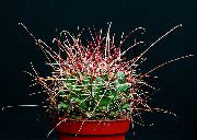 geltonas augalas Hamatocactus  nuotrauka