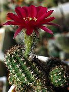 ბორდო ქარხანა Peanut Cactus (Chamaecereus) ფოტო