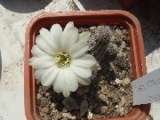 blanco Planta Cactus De Maní (Chamaecereus) foto