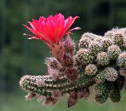 rosa Planta Peanut Cactus (Chamaecereus) foto