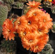 oranžinis augalas Žemės Riešutų Kaktusas (Chamaecereus) nuotrauka