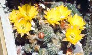 žuti Biljka Kikiriki Kaktus (Chamaecereus) foto