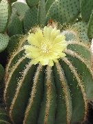 žuti Biljka Eriocactus  foto