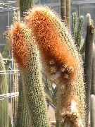 vit Växt Espostoa, Peruan Gubbe Kaktus  foto