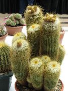 žlutý Rostlina Koule Kaktus (Notocactus) fotografie