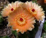 naranja Planta Ball Cactus (Notocactus) foto