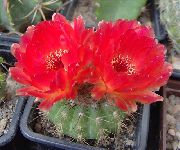 rood Plant Bal Cactus (Notocactus) foto