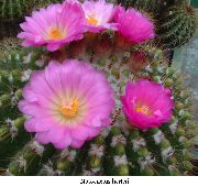 粉红色 卉 球仙人掌 (Notocactus) 照片