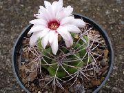 Ball Cactus Planta branco