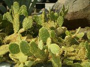 yellow Plant Prickly Pear (Opuntia) photo
