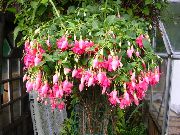 vaaleanpunainen Kukka Fuksia (Fuchsia) Huonekasvit kuva