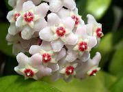 ホワイト フラワー Hoya、ブライダルブーケ、マダガスカルジャスミン、ワックスの花、ケレン花、floradora、ハワイ結婚式の花  観葉植物 フォト