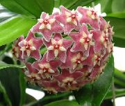 Hoya, Brudbukett, Madagaskar Jasmin, Vax Blomma, Chaplet Blomma, Floradora, Hawaiian Bröllop Blomma  rosa