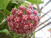 koyu kırmızı Hoya, Gelin Buketi, Madagaskar Yasemini, Mum Çiçeği, Çelenk Çiçek, Floradora, Hawaii Düğün Çiçeği  Ev bitkileri fotoğraf