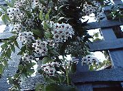 ホワイト フラワー Hoya、ブライダルブーケ、マダガスカルジャスミン、ワックスの花、ケレン花、floradora、ハワイ結婚式の花  観葉植物 フォト