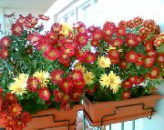 koyu kırmızı Çiçekçiler Anne, Pot Mum (Chrysanthemum) Ev bitkileri fotoğraf