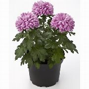 lilac Blóm Florists Mamma, Pottinn Mamma (Chrysanthemum) Stofublóm mynd