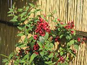 rot Blume Cestrum  Zimmerpflanzen foto