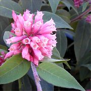 ვარდისფერი ყვავილების Cestrum  სახლი მცენარეთა ფოტო