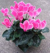 ვარდისფერი ყვავილების სპარსეთის Violet (Cyclamen) სახლი მცენარეთა ფოტო