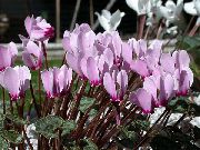 lila Cvet Persian Vijolična (Cyclamen) Hiša Rastline fotografija