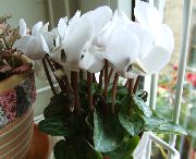 λευκό λουλούδι Περσικά Βιολετί (Cyclamen) φυτά εσωτερικού χώρου φωτογραφία