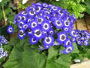 tamno plava Cvijet Sinerarija Cruenta (Cineraria cruenta, Senecio cruentus) Biljka u Saksiji foto
