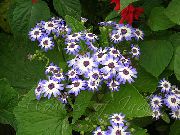 blau Blume Cineraria Cruenta (Cineraria cruenta, Senecio cruentus) Zimmerpflanzen foto
