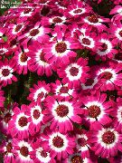 vaaleanpunainen Kukka Uurnalehdoissa Cruenta (Cineraria cruenta, Senecio cruentus) Huonekasvit kuva