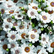 bílá Květina Cinerárie Cruenta (Cineraria cruenta, Senecio cruentus) Pokojové rostliny fotografie