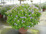 Persisk Violett Blomma ljusblå