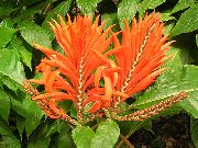 поморанџа Цвет Зебра Биљка, Наранџаста Шкампи Биљка (Aphelandra)  фотографија